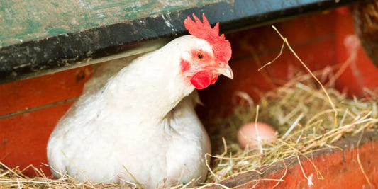 Sunny, Stormy, Chilly—All in a Week: Keeping Your Chickens Calm Through It All