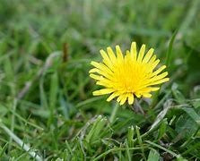 Ditch the Weed Killer, Delight Your Flock: The Unexpected Benefits of Native Plants for Free-Range Chickens in Springtime