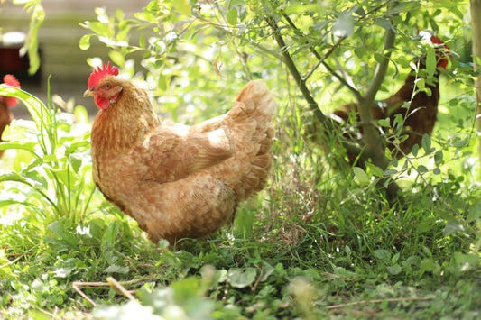 Peak Summer, Peak Flock: Setting Your Chickens Up for Success