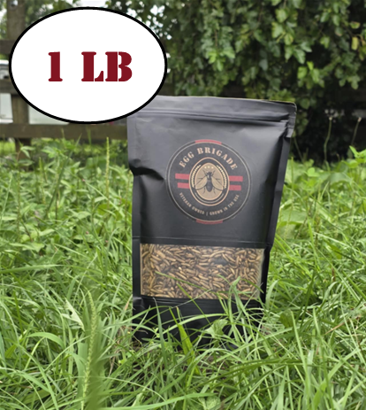 Black Soldier Fly Larvae - 1 lb