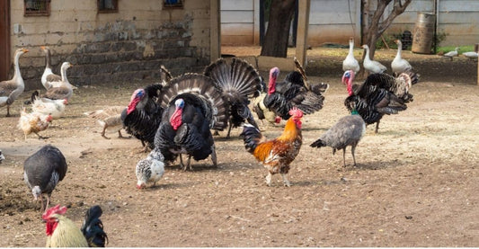 Turkeys, Chickens, and Ducks, Oh My!