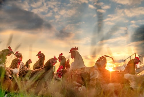 Summer Solstice Tactics: How the Longest Day Impacts Egg Production & Prepares Your Flock for Battle