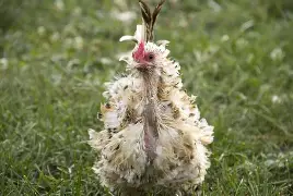 Mending the Molt: High-Protein Diets for Feather Regrowth