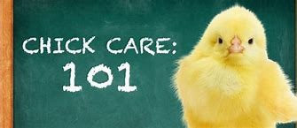 Welcome, Little Peeps! A Guide to Caring for Your New Chicks
