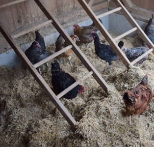 Coop Cleaning in the winter