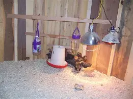 Slowing Down: Lighting and Egg Production