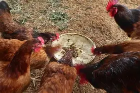 Seasonal Treats and Immune Boosters: Fall Foraging and Diet Adjustments