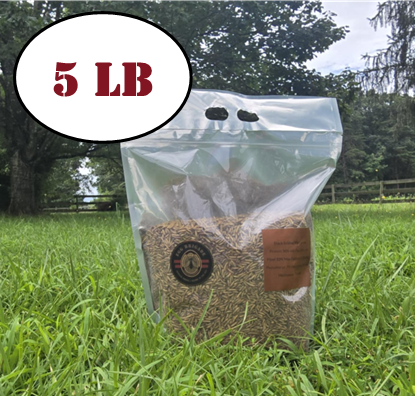 Black Soldier Fly Larvae - 5 lb